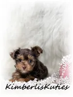 Tiny Wav, a female Yorkipoo for sale in Lipan, TX – Photo 1 of 2