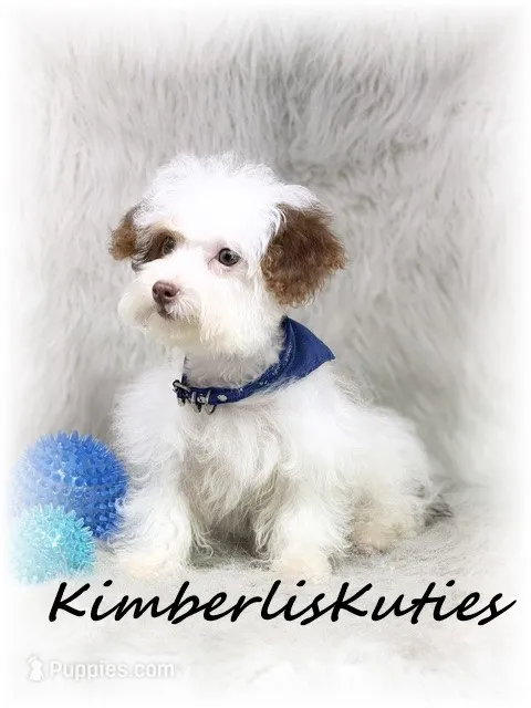 Millo  – Yorkipoo puppy for sale in Lipan, TX