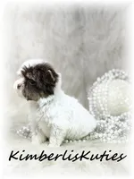 Pixie, a female Yorkshire Terrier for sale in Lipan, TX – 5 of 5