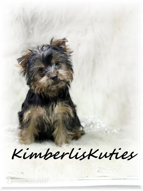 Kaylee – Yorkshire Terrier puppy for sale in Lipan, TX