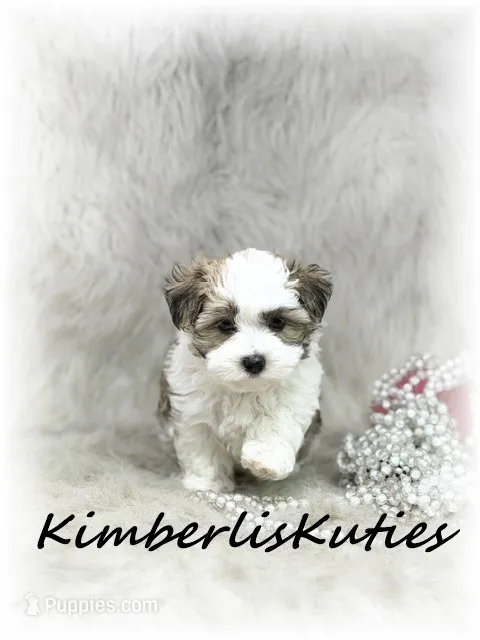 Nikki, a female Morkie for sale in Lipan, TX – 1 of 5