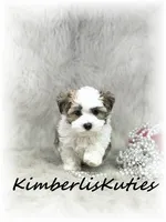 Nikki, a female Morkie for sale in Lipan, TX – 1 of 5