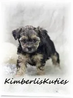 Maggie, a female Yorkipoo for sale in Lipan, TX – 3 of 4