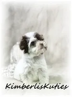 Pixie, a female Yorkshire Terrier for sale in Lipan, TX – 4 of 5