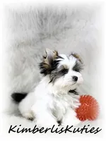 Rip, a male Yorkshire Terrier for sale in Lipan, TX – 2 of 5
