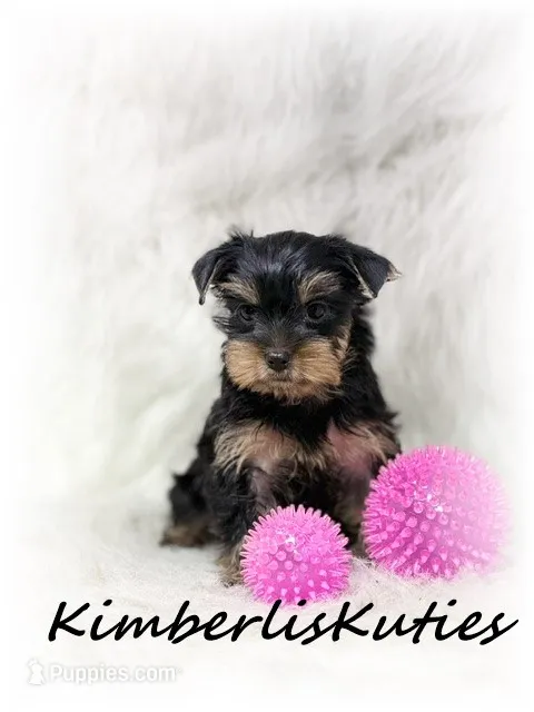 Khloe – Yorkshire Terrier puppy for sale in Lipan, TX