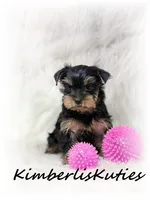 Khloe, a female Yorkshire Terrier for sale in Lipan, TX – 1 of 3