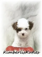 Milo, a male Yorkipoo for sale in Lipan, TX – 1 of 5