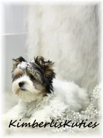 Dani ~ Parti Female, a female Yorkshire Terrier for sale in Lipan, TX – 6 of 6