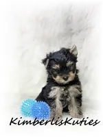 Toby, a male Yorkshire Terrier for sale in Lipan, TX – 3 of 5