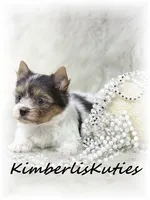 Little Hayley, a female Papillon and Yorkshire Terrier for sale in Lipan, TX – 2 of 3