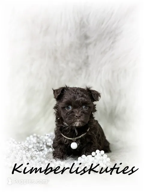 Teagan – Maltipoo puppy for sale in Lipan, TX