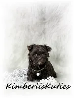 Teagan, a female Maltipoo for sale in Lipan, TX – 1 of 5
