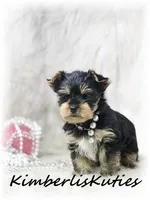 Sage, a female Yorkshire Terrier for sale in Lipan, TX – 3 of 3