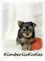 Koda, a male Yorkshire Terrier for sale in Lipan, TX – 4 of 4