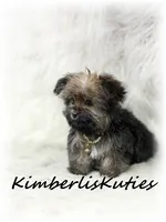 Tiny Blair, a female Yorkipoo for sale in Lipan, TX – 4 of 4