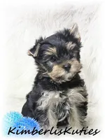 Toby, a male Yorkshire Terrier for sale in Lipan, TX – 1 of 5