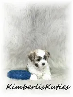 Nemo, a male Morkie for sale in Lipan, TX – 2 of 6