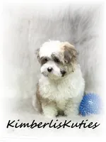 Nemo, a male Morkie for sale in Lipan, TX – 4 of 4