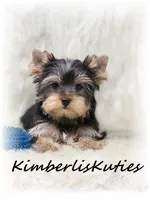 Koda, a male Yorkshire Terrier for sale in Lipan, TX – Photo 1 of 5