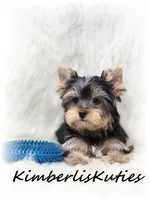 Koda, a male Yorkshire Terrier for sale in Lipan, TX – Photo 2 of 5