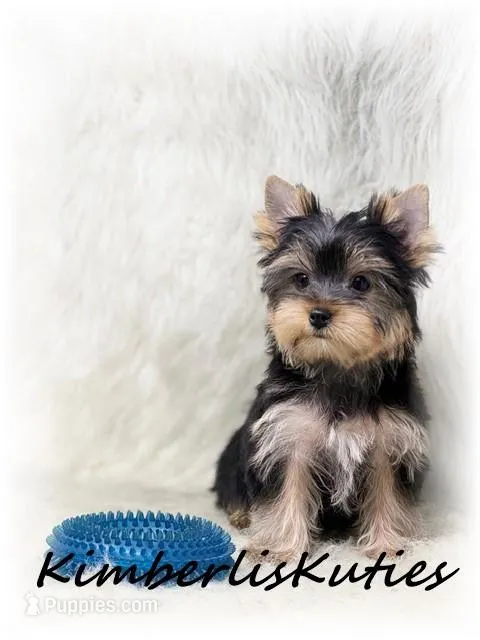 Koda – Yorkshire Terrier puppy for sale in Lipan, TX