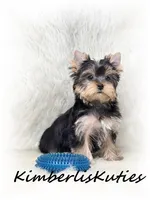 Koda, a male Yorkshire Terrier for sale in Lipan, TX – Photo 5 of 5
