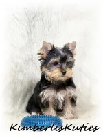Koda, a male Yorkshire Terrier for sale in Lipan, TX – Photo 3 of 5