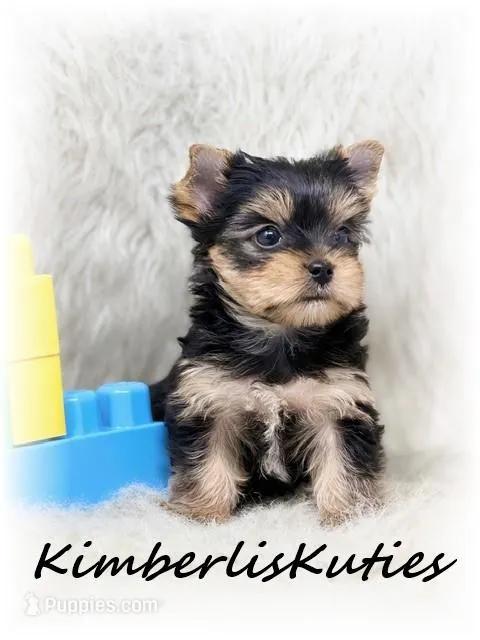 Koda – Yorkshire Terrier puppy for sale in Lipan, TX