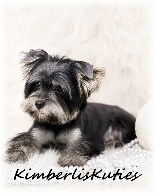 Brooklyn – Yorkshire Terrier puppy for sale in Lipan, TX