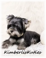 Brooklyn, a female Yorkshire Terrier for sale in Lipan, TX – 1 of 3