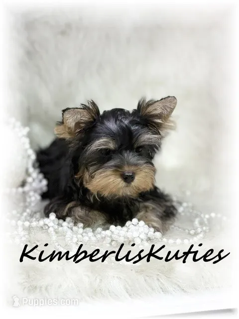 Khloe – Yorkshire Terrier puppy for sale in Lipan, TX