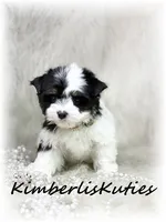 Sage, a female Yorkshire Terrier for sale in Lipan, TX – 3 of 7