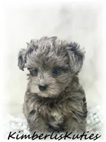 Wave, a female Yorkipoo for sale in Lipan, TX – 4 of 5