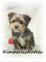 Ruger, a male Yorkshire Terrier for sale in Lipan, TX – 2 of 3