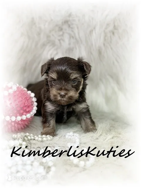 Paisley – Yorkshire Terrier puppy for sale in Lipan, TX