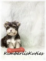 Seth, a male Yorkshire Terrier for sale in Lipan, TX – 3 of 4