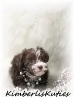 Marley, a female Yorkipoo for sale in Lipan, TX – Photo 2 of 5