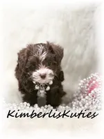 Marley, a female Yorkipoo for sale in Lipan, TX – Photo 3 of 5