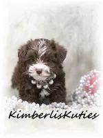 Marley, a female Yorkipoo for sale in Lipan, TX – Photo 5 of 5