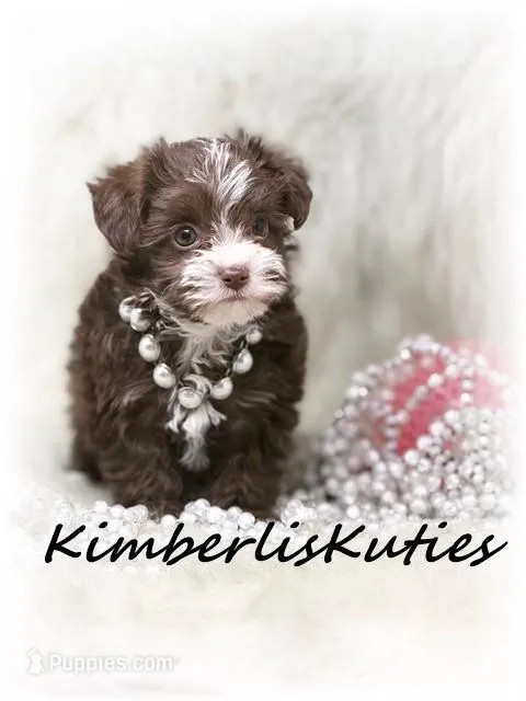 Marley – Yorkipoo puppy for sale in Lipan, TX