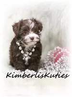 Marley, a female Yorkipoo for sale in Lipan, TX – Photo 1 of 5