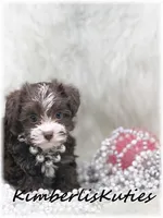 Marley, a female Yorkipoo for sale in Lipan, TX – Photo 4 of 5