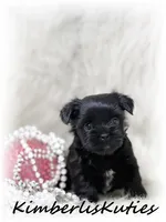 Bendy, a female Yorkipoo for sale in Lipan, TX – 3 of 3