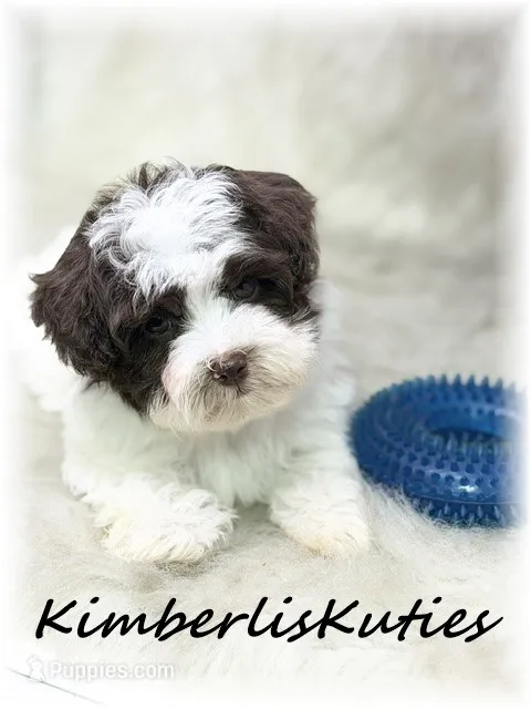 Max – Yorkipoo puppy for sale in Lipan, TX