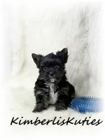 Beau, a male Yorkshire Terrier for sale in Lipan, TX – 5 of 5
