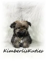Tiny Blair, a female Yorkipoo for sale in Lipan, TX – 3 of 4