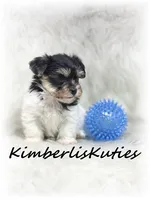 Miles, a male Yorkipoo for sale in Lipan, TX – 3 of 7
