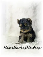Blair, a female Yorkshire Terrier for sale in Lipan, TX – 4 of 4