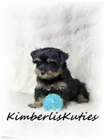 Kingston, a male Yorkshire Terrier for sale in Lipan, TX – 2 of 3